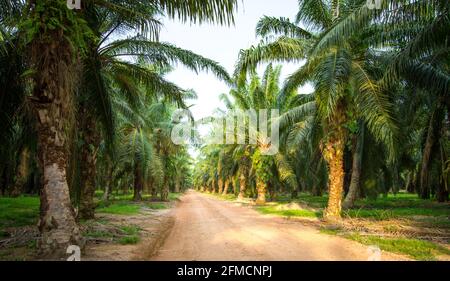 Paysage de plantation d'huile de palme. Banque D'Images