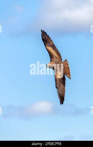 Cerf-volant noir (Milvus migrans) oiseau de proie rapateur volant avec des ailes étalés en vol avec un ciel bleu, photo de stock Banque D'Images