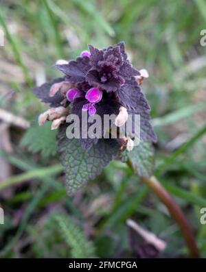 Lamium purpueum, connu sous le nom de rouge ortie-morte, violet ortie-morte, ou violet archange fleur closeup Banque D'Images