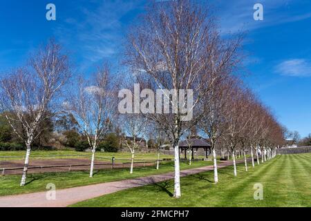 Ligne d'arbres de bouleau de l'Himalaya (Betula utilizat) Le long d'un chemin au jardin botanique national du pays de Galles qui est une destination touristique populaire Banque D'Images