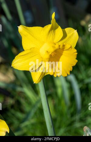 Daffodil (Narcissus) plante bulbeuse de fleur de printemps jaune pendant la saison de floraison printanière de mars, photo de stock image Banque D'Images
