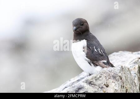 Petit auk ou dovekie, Alle Alle, adulte unique debout sur la falaise à la colonie de reproduction, Fulgelsongen, Svalbard, Spitsbergen, Norvège Banque D'Images