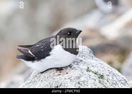 Petit auk ou dovekie, Alle Alle, adulte unique debout sur la falaise à la colonie de reproduction, Fulgelsongen, Svalbard, Spitsbergen, Norvège Banque D'Images