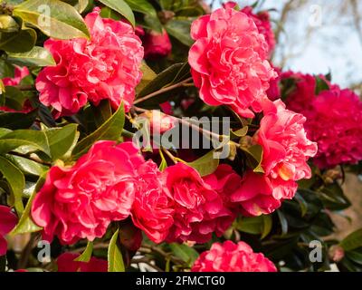 Fleurs rouges de printemps de la pivoine centrée Camellia X williamsii 'anticipation' Banque D'Images