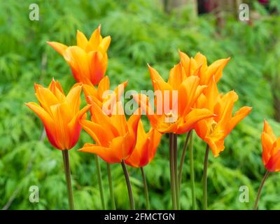 Fleurs d'orange du printemps florissant tulipe aux fleurs de nénuphars, Tulipa 'Ballerina Banque D'Images