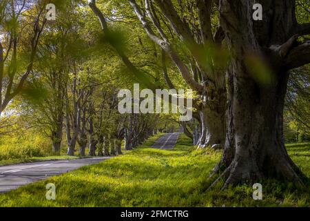 Avenue bordée de hêtre à Kingston Lacy, Dorset Banque D'Images