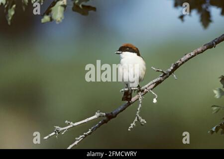 Woodchat Shrike Lanius sénateur Lesbos, Grèce BI006086 Banque D'Images