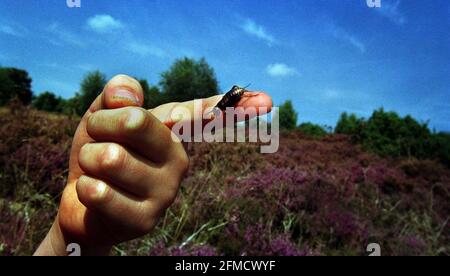 L'UN des 2000 criquets Brittish Field élevés en captivité libérés dans les réserves naturelles du Hampshire County Council, Broxhead Common et Shortheath Common.les crickets ont été élevés par le personnel du London Zoo.pic David Sandison 30/8/2000 Banque D'Images