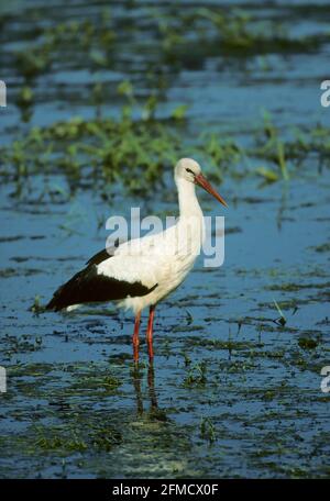 Porc blanc - alimentation dans les marais Ciconia ciconia Biezbra Marsh, Pologne BI006118 Banque D'Images