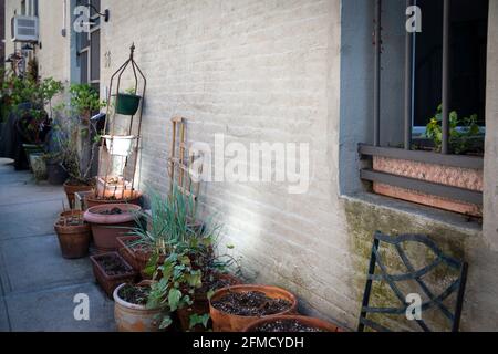 Plantes et herbes en pot. Vue rustique sur un mur en béton et une treillis en bois Banque D'Images