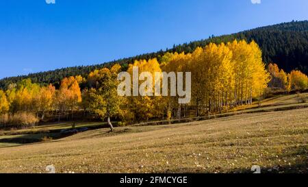 Une photo panoramique d'Artvin qui capture sa belle nature. Artvin avec ses arbres colorés sur un chemin plein d'herbe verte crée un incroyable Banque D'Images