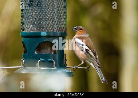 Un Chaffinch mâle se nourrissant d'un mangeoire de jardin, Chipping, Preston, Lancashire. Banque D'Images