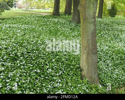 Ail frais sauvage, plante savoureuse dans une forêt Banque D'Images