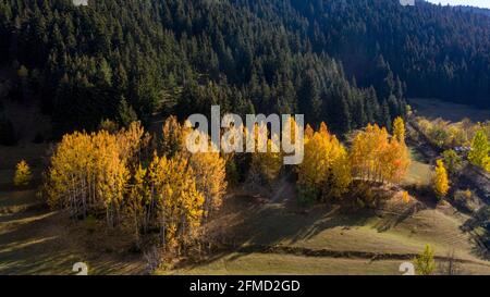 Une photo panoramique d'Artvin qui capture sa belle nature. Artvin avec ses arbres colorés sur un chemin plein d'herbe verte crée un incroyable Banque D'Images