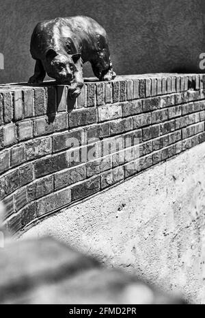 Partie du sentier architectural urbain, « Cat Walk », une statue en bronze d'un chat du sculpteur Vadim Bora, perchée sur un mur de briques à Asheville, en Caroline du Nord, aux États-Unis. Banque D'Images