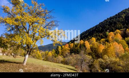 Une photo panoramique d'Artvin qui capture sa belle nature. Artvin avec ses arbres colorés sur un chemin plein d'herbe verte crée un incroyable Banque D'Images