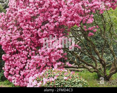 Grand arbre de rhododendron rose en fleur Banque D'Images