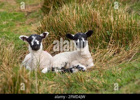 Agneaux de mules situés parmi les rushes dans un champ, Chipping, Preston, Lancashire, Royaume-Uni Banque D'Images