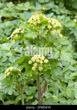 Alexanders Smyrnium olusatrum au début du printemps - Somerset Royaume-Uni Banque D'Images