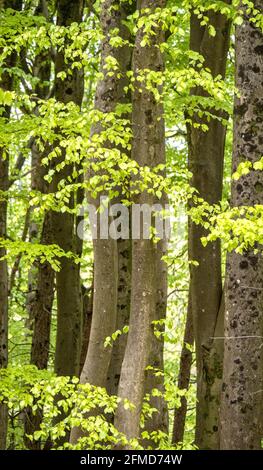Feuilles de hêtre fraîchement émergée dans un bois anglais Banque D'Images