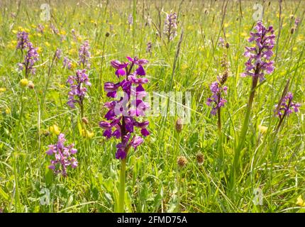 Orchidée à ailes vertes Orchis morio colonie dans un pré de fleurs sauvages à Ashton court près de Bristol UK Banque D'Images