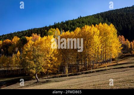 Un cliché panoramique d'arbres fascinants à Artvin, Turquie. Banque D'Images