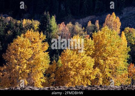 Un cliché panoramique d'arbres fascinants à Artvin, Turquie. Banque D'Images