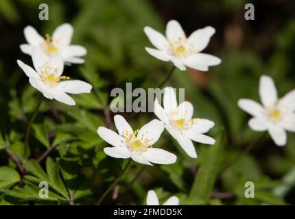 Anemone de bois, Arnside, Cumbria, Royaume-Uni Banque D'Images