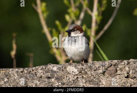 A male House Sparrow, Arnide, Cumbria, Royaume-Uni Banque D'Images