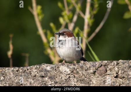 A male House Sparrow, Arnide, Cumbria, Royaume-Uni Banque D'Images