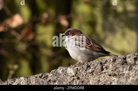 A male House Sparrow, Arnide, Cumbria, Royaume-Uni Banque D'Images