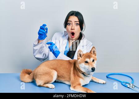 Belle femme vétérinaire hispanique mettant le vaccin au chien de chiot peur et choqué avec la surprise et l'expression étonnante, la peur et le visage excité. Banque D'Images