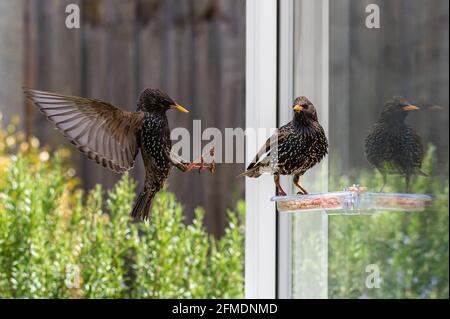 Deux étoiles, sturnus vulgaris, se battent sur place sur un mangeoire à suet de jardin Banque D'Images