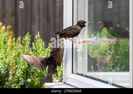 Deux étoiles, sturnus vulgaris, se battent sur place sur un mangeoire à suet de jardin Banque D'Images