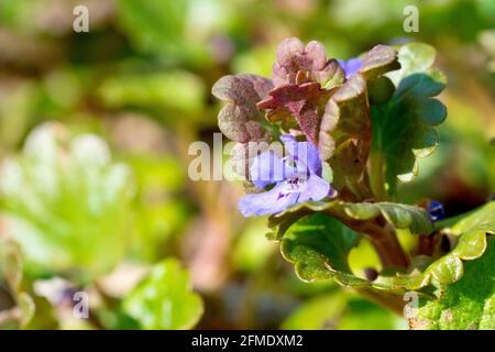 Ivy de terre (glechoma hederacea), gros plan d'une plante à floraison unique qui croît parmi la sous-croissance dans le soleil de printemps. Banque D'Images