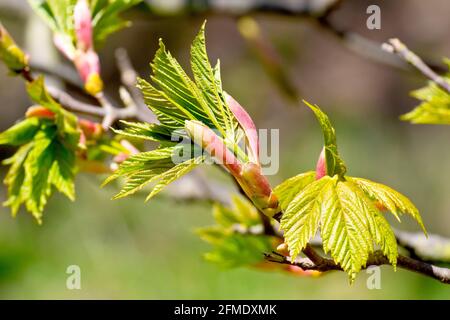 Sycamore (acer pseudoplatanus), gros plan des nouvelles feuilles apparaissant sur l'arbre au printemps. Banque D'Images