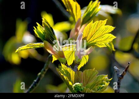 Sycamore (acer pseudoplatanus), rétro-éclairé gros plan de nouvelles feuilles apparaissant sur l'arbre au printemps. Banque D'Images