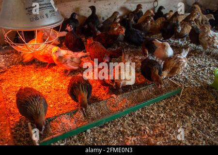 Des jeunes fleurs dans une boîte de sélection de poulet Banque D'Images