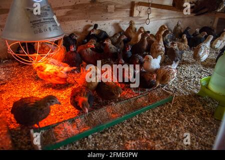 Des jeunes fleurs dans une boîte de sélection de poulet Banque D'Images