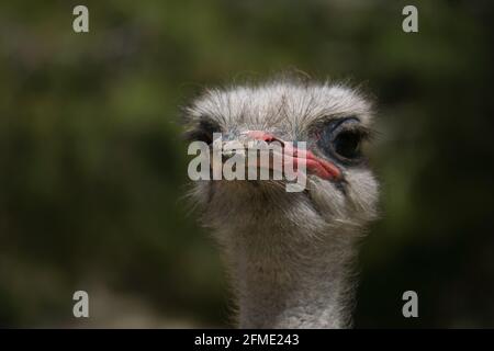 portrait de l'autruche dans le champ. animaux Banque D'Images