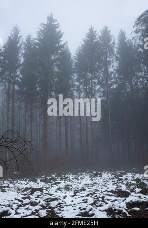 Zurich, Suisse - 14 décembre 2020 : la forêt de Grunwald à Zurich le matin d'hiver Banque D'Images