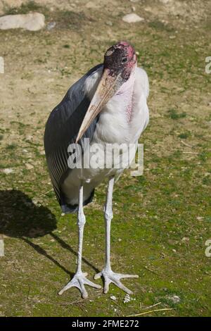 Un marabu dans un parc naturel et réserve animale, situé dans la Sierra de Aitana, Alicante, Espagne. Portrait Banque D'Images