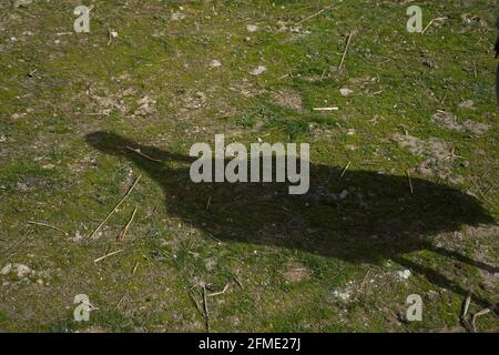 Ombre d'un marabu dans un parc naturel et réserve animale, situé dans la Sierra de Aitana, Alicante, Espagne. Portrait Banque D'Images