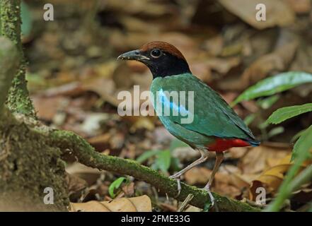 WESTERN Hooded Pitta (Pitta sordida) adulte perché sur la branche tombée Taman Negara NP, Malaisie Février Banque D'Images