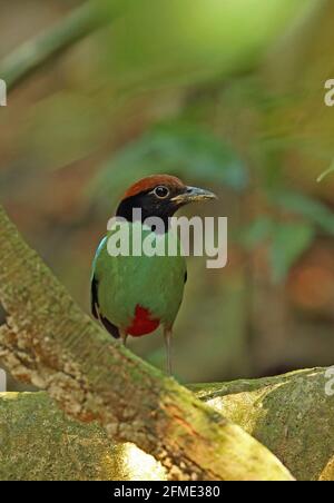 WESTERN Hooded Pitta (Pitta sordida) adulte perché sur la racine d'arbre Taman Negara NP, Malaisie Février Banque D'Images