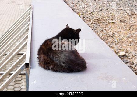 Le chat noir errant se trouve dans la rue Banque D'Images
