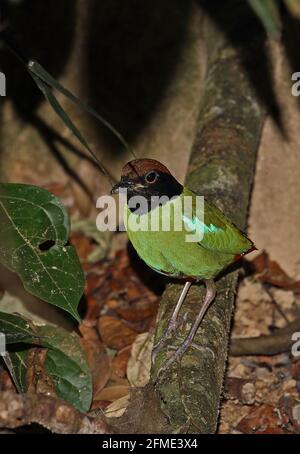 WESTERN Hooded Pitta (Pitta sordida) adulte mâle perché sur la branche Taman Negara NP, Malaisie Février Banque D'Images