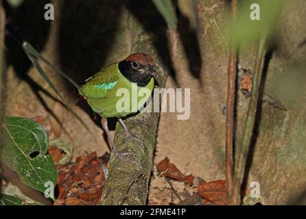 WESTERN Hooded Pitta (Pitta sordida) adulte mâle perché sur la branche Taman Negara NP, Malaisie Février Banque D'Images