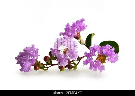 Crépe-myrte, Lagerstroemia indica, ou lilas indien isolé sur fond blanc Banque D'Images