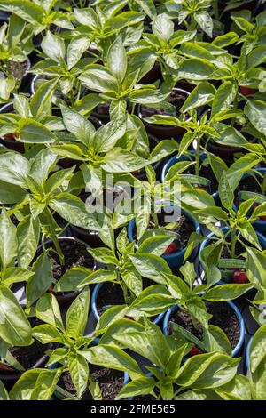 Plantes de poivre sucré en vente dans le centre de jardin, pays de Galles, Royaume-Uni Banque D'Images